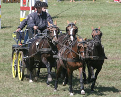 Rüdiger Schulz mit seinem Pony-Viererzug.